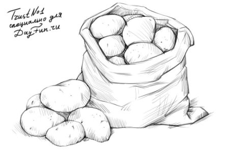 Картошка рисунок карандашом