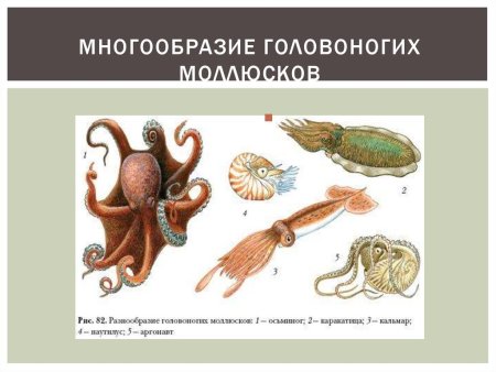 Класс головоногие кальмары
