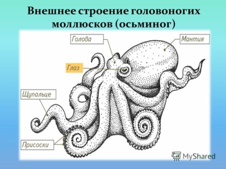 Головоногие моллюски рисунок