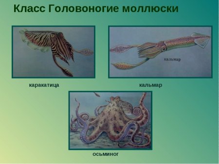 Кальмар раскраска