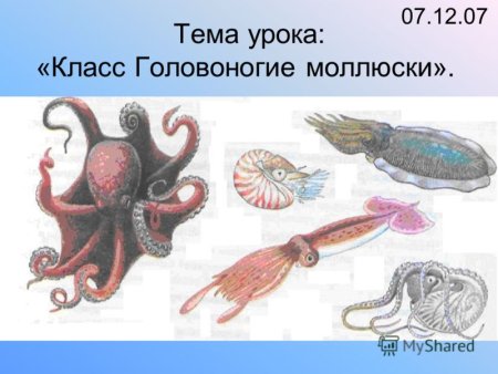 Кальмар мультяшный