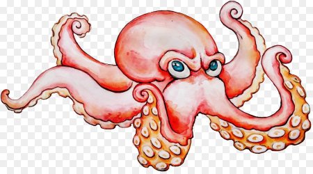 Muusoctopus leioderma
