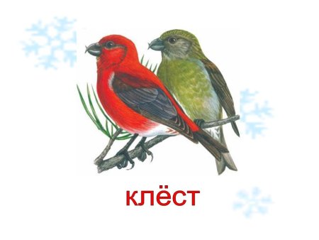 Клест рисунок