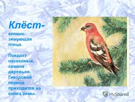 Клёст-еловик на белом фоне