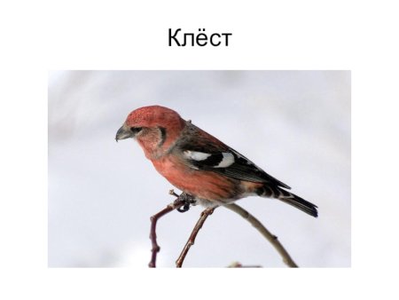 Вышивка крестом птичку клеста