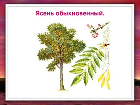 Ясень маньчжурский гербарий
