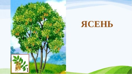 Ясень для дошкольников