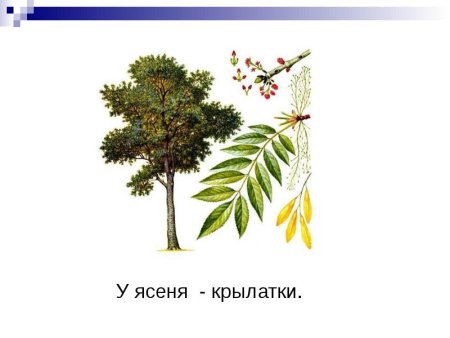 Ясень дерево для детей