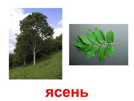 Береза, клен, липа, Акация, Тополь