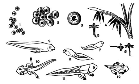 Головастик лягушка схема развитие