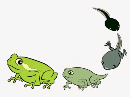 Эволюция лягушки из головастика
