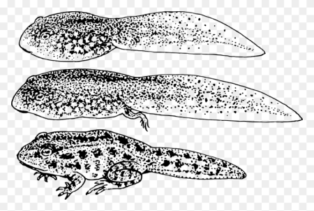 Головастики лягушки и головастики Жабы