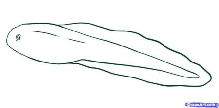 Разукрашка головастик