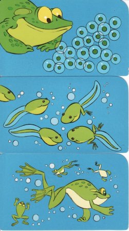 Развивающее занятие лягушка