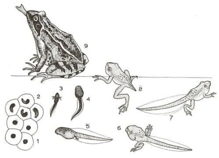 Головастик это личинка лягушки