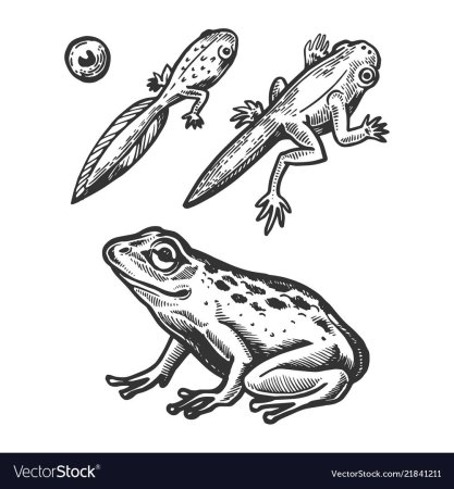 Развитие головастика лягушки