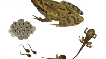 Эволюция лягушки из головастика