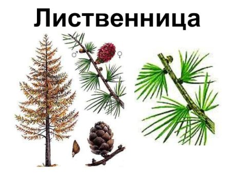 Лиственница биология