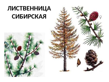 Лиственница Сибирская побег
