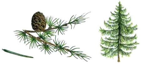 Лиственница европейская рисунок