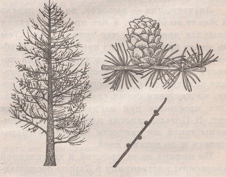 Лиственница Сибирская фенофазы