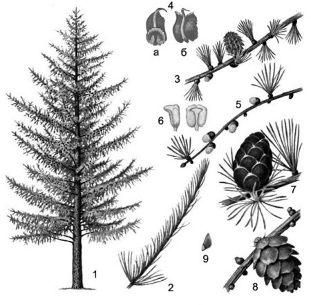Лиственница Сибирская укороченные побеги