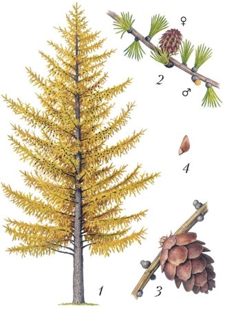 Лиственница для детей