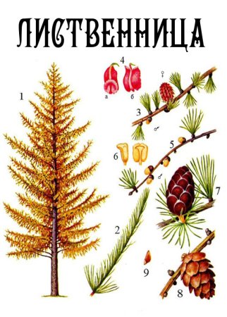 Лиственница Сибирская строение