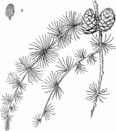 Лиственница Сибирская строение