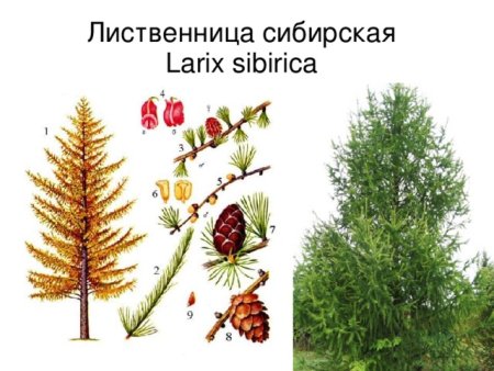 Лиственница дерево