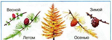 Лиственница Сибирская хвоинки укороченный побег