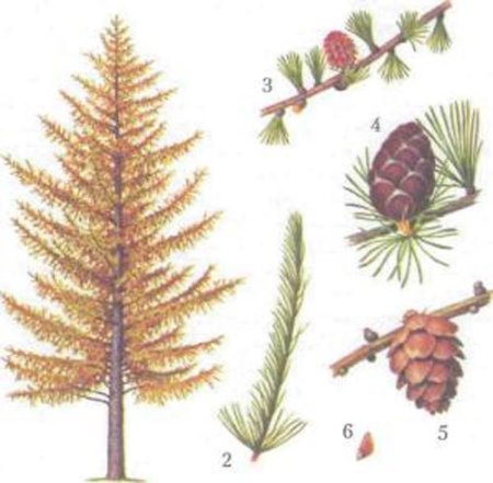 Лиственница Сибирская эвоинки