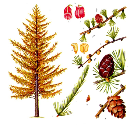 Ареал лиственницы Ольгинской