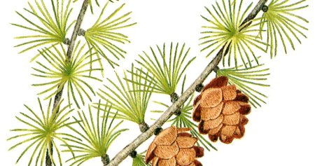 Елка дерево