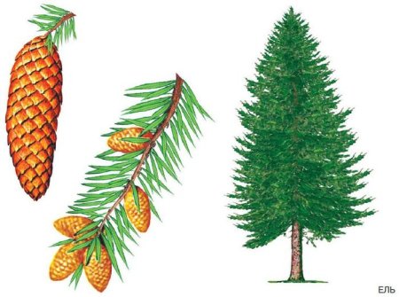 Лиственница детский рисунок