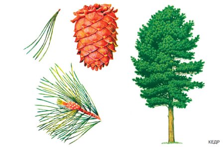 Нарисовать лиственницу