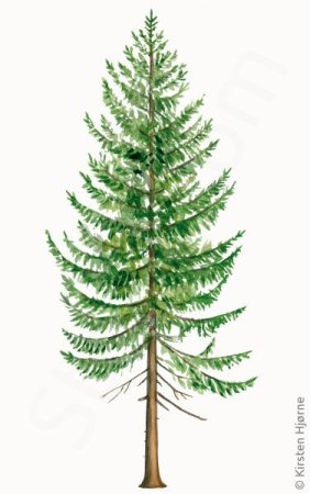 Сосна Кедровая схематично