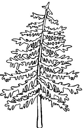 Лиственница европейская