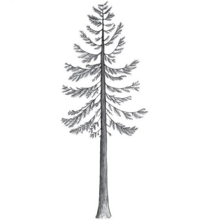 Ветка лиственницы