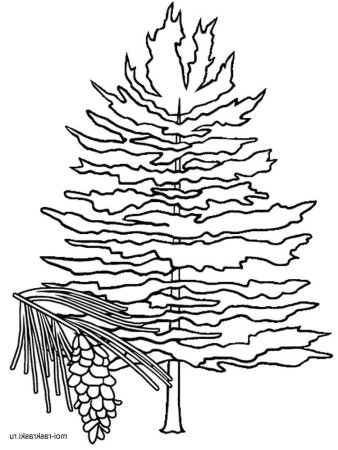 Рисование ели карандашом