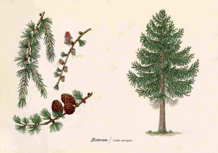 Лиственница раскраска для детей