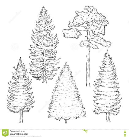 Лиственница на белом фоне для детей