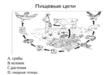 Пищевые цепи задания