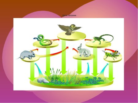 Экологическая пищевая цепочка