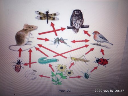 Пищевая цепочка