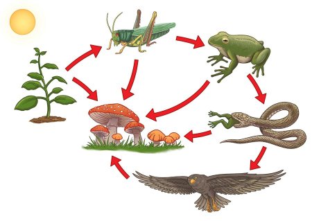 Пищевая цепочка в природе биология