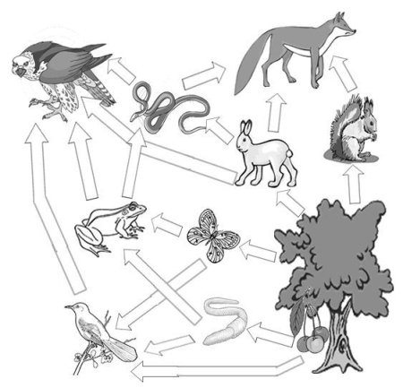 Пищевая цепочка раскраска