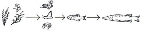 Пищевая цепочка питания рыбы