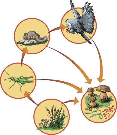 Пищевая цепочка