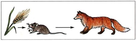 Цепь питания волк дуб кабан